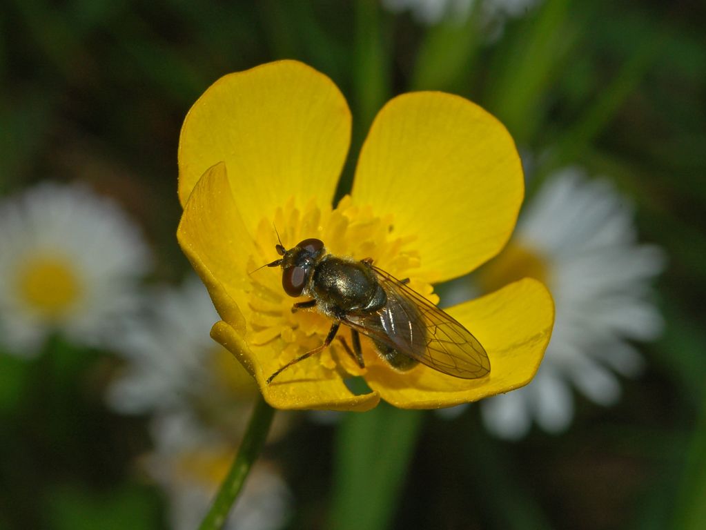 Una mosca ed un fiore Cheilosia sp (Syrphidae)